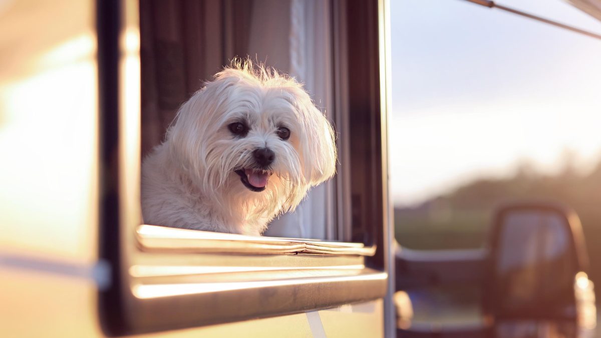 Ein kleiner weißer Hund schaut aus einem Wohnmobilfenster.